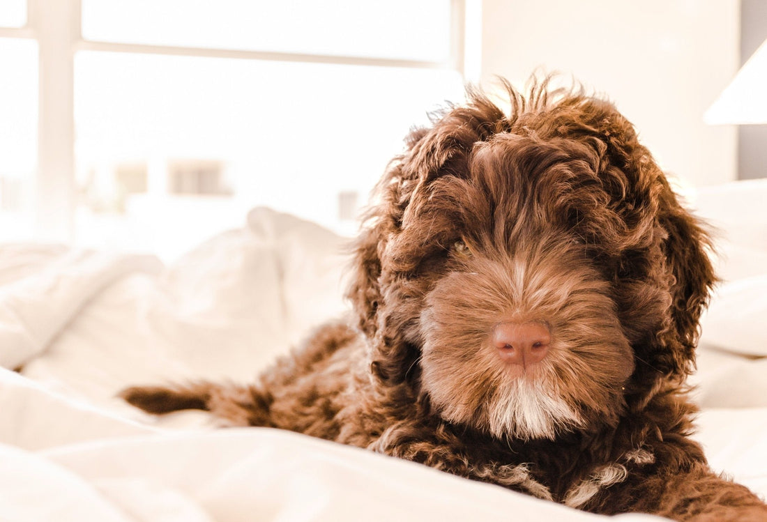 Comment enlever efficacement les poils de chien dans une voiture (sans y passer des heures) - KaniDog