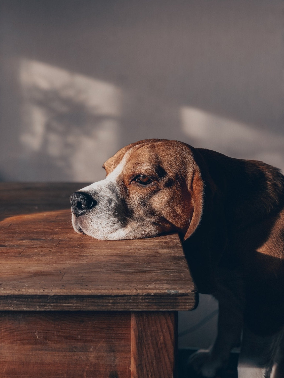 Comment enlever l'odeur de pipi de chien sur le sol ? - KaniDog